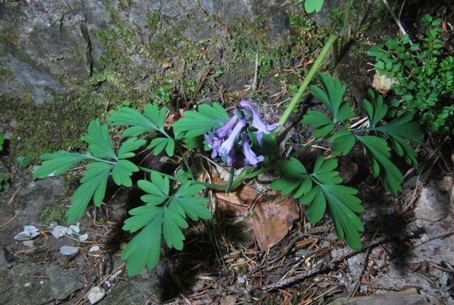 Corydalis cava